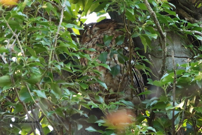 Tawny Owl 