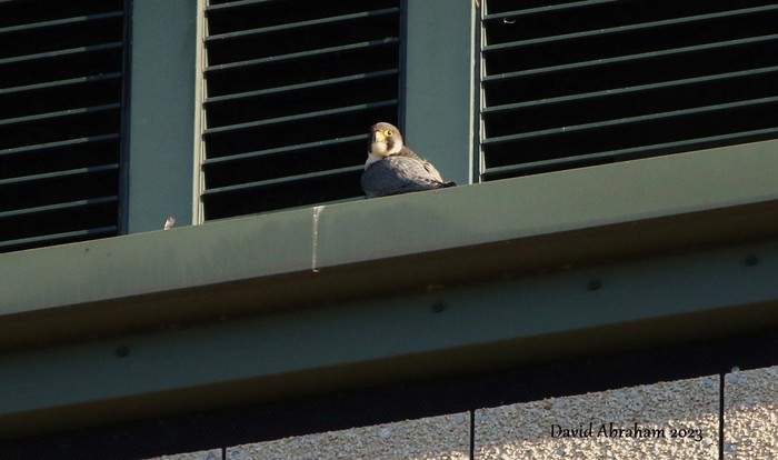 Peregrine 