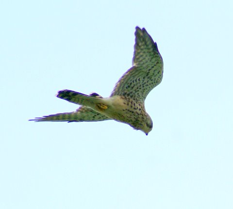 Kestrel