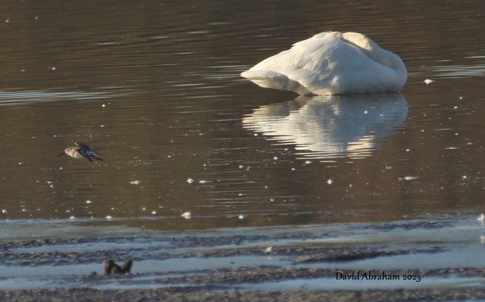 Dunlin 
