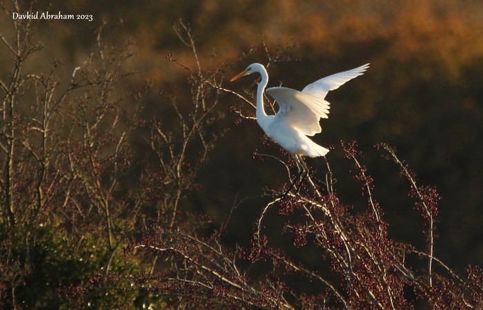 Great White Egret 