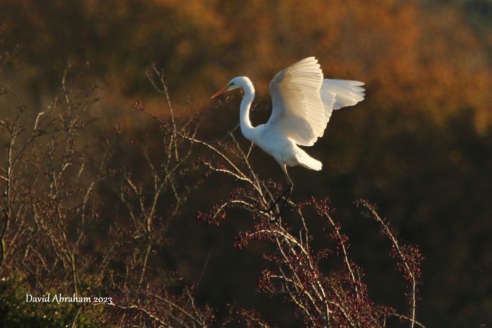 Great White Egret 