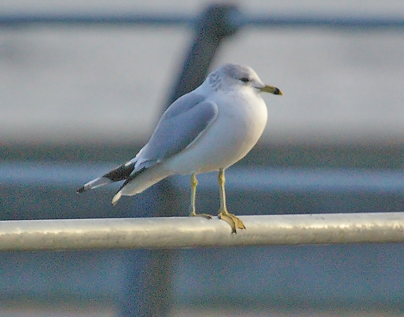 ring billed x common gull hybrid