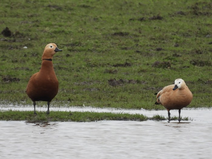 Ruddy Shelduck