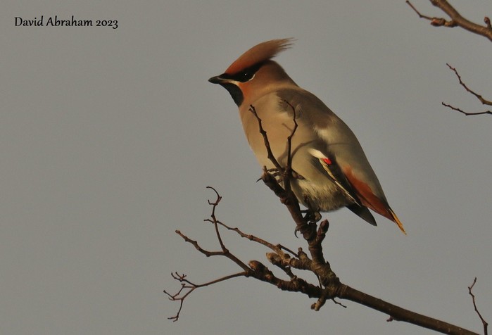 Waxwing 