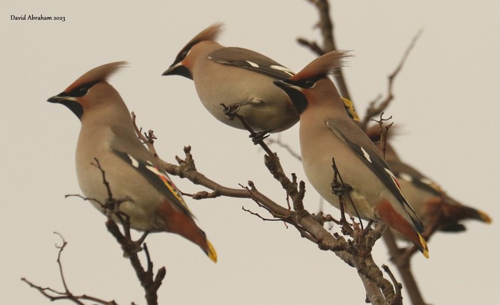 Waxwing 