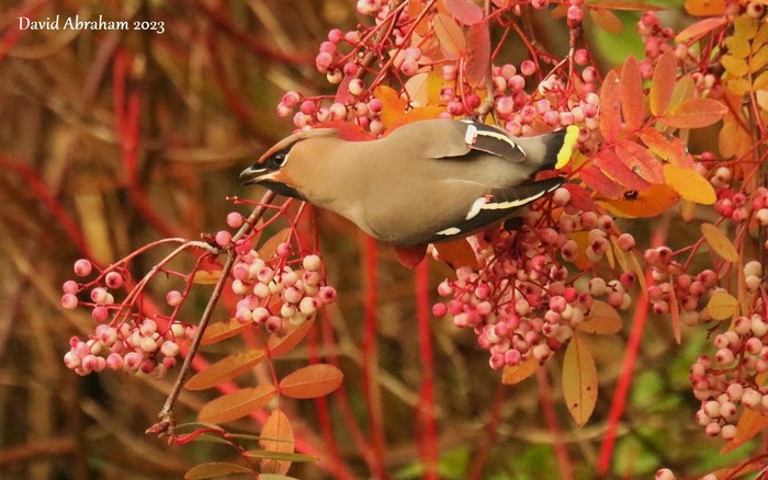 Waxwing 