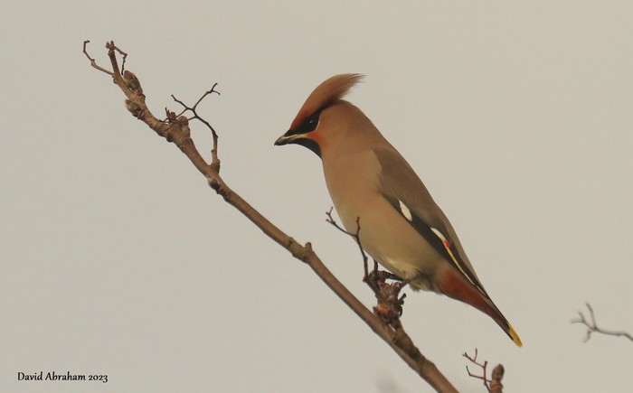 Waxwing 