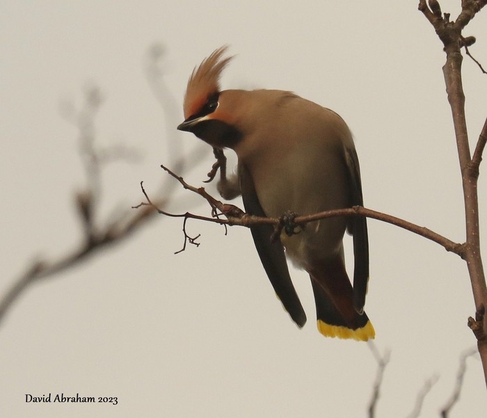 Waxwing 