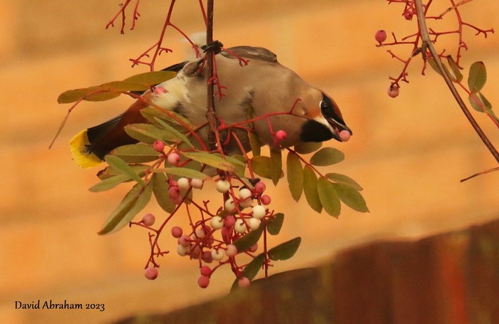 Waxwing 