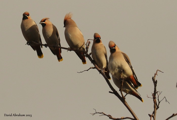 Waxwing 
