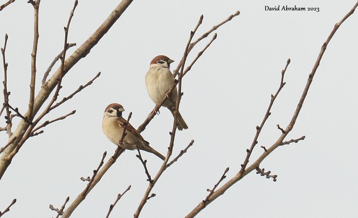 Tree Sparrow 