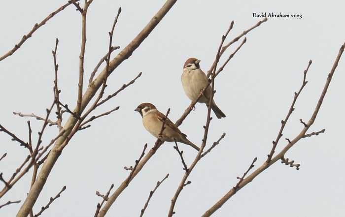 Tree Sparrow 