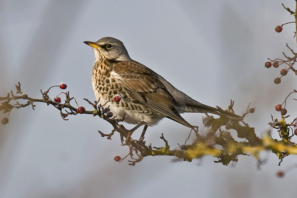 Fieldfare