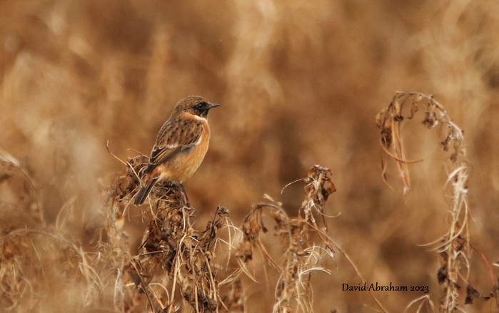 Stonechat 
