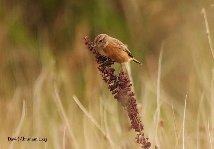 Stonechat 