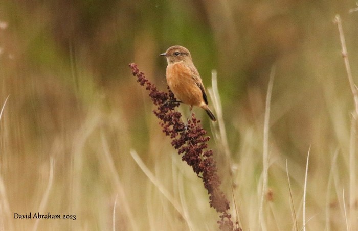 Stonechat 
