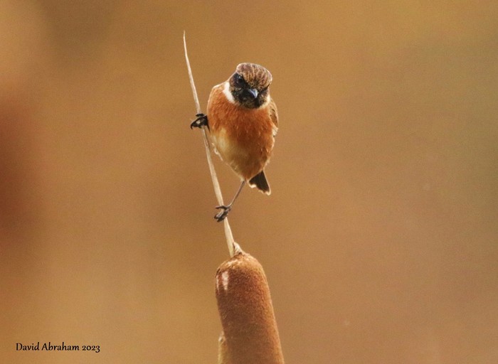 Stonechat 