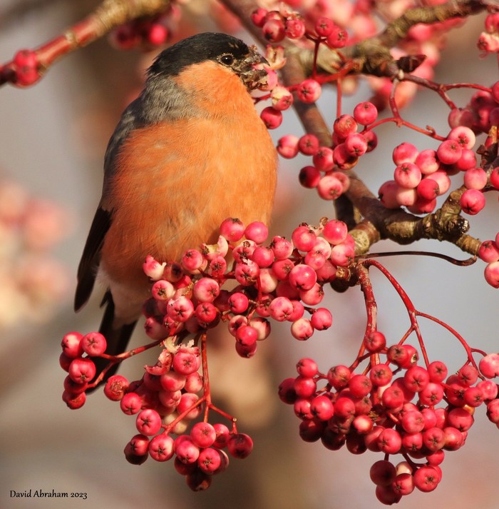 Bullfinch 