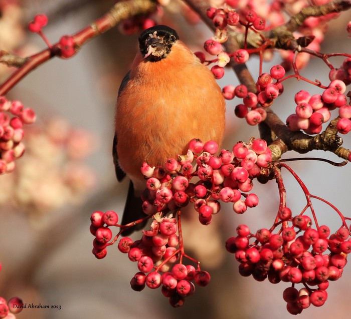 Bullfinch 