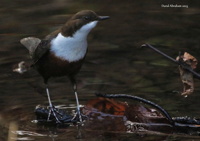 Dipper 
