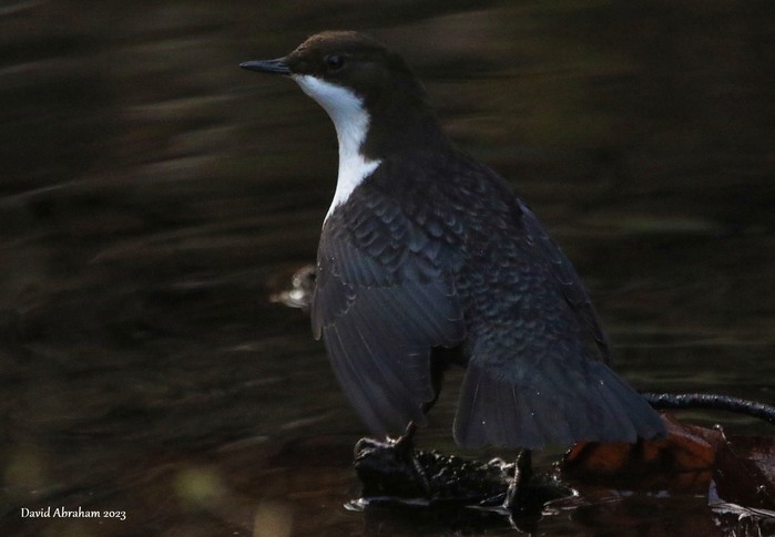 Dipper 