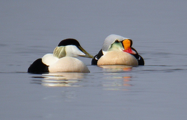 King Eider