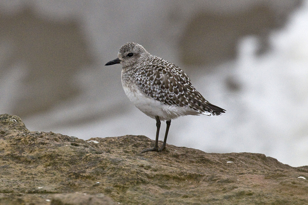 Grey Plover