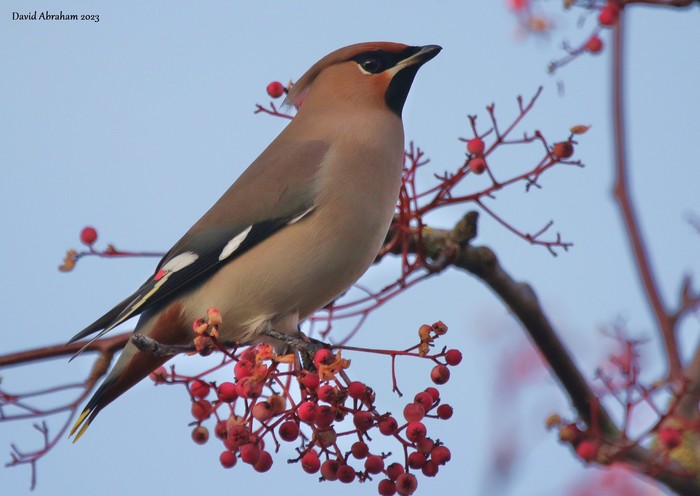 Waxwing 