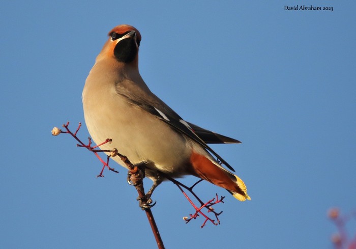 Waxwing 