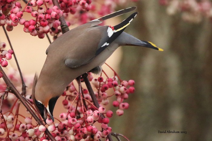 Waxwing 