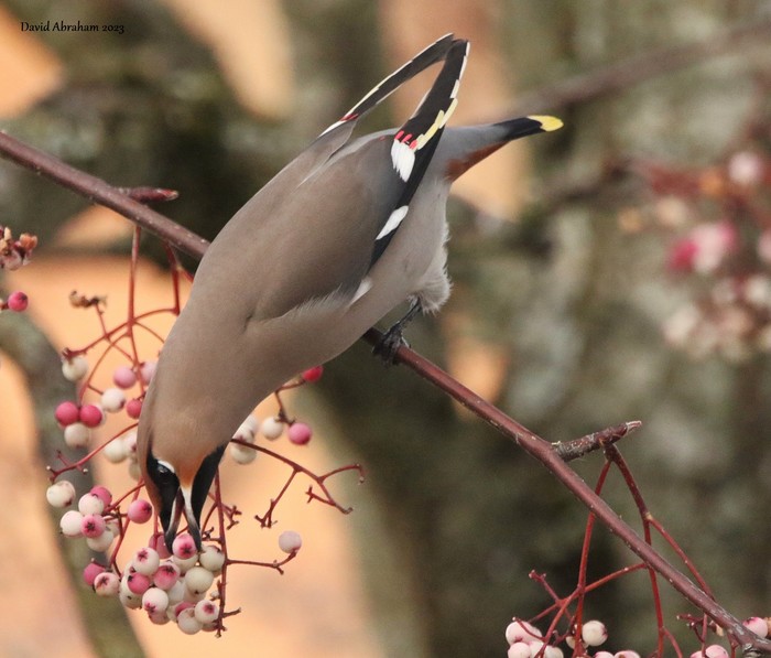 Waxwing 
