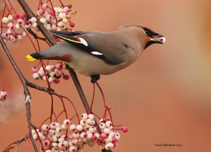 Waxwing 