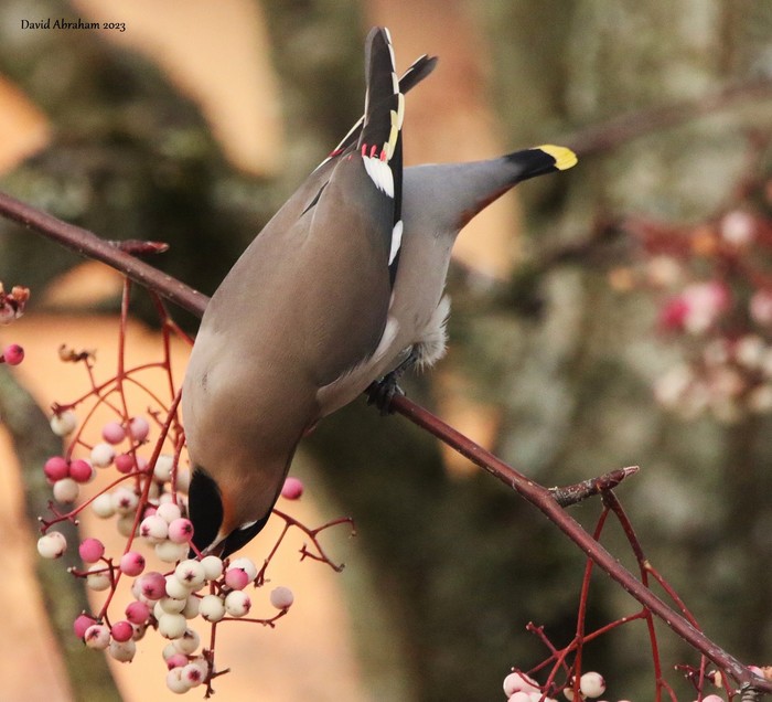 Waxwing 