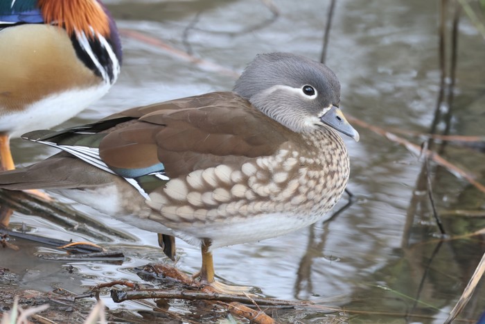 Mandarin