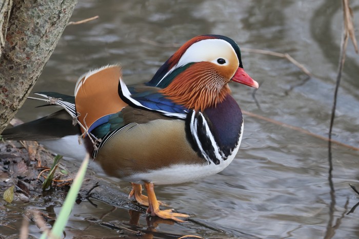 Mandarin