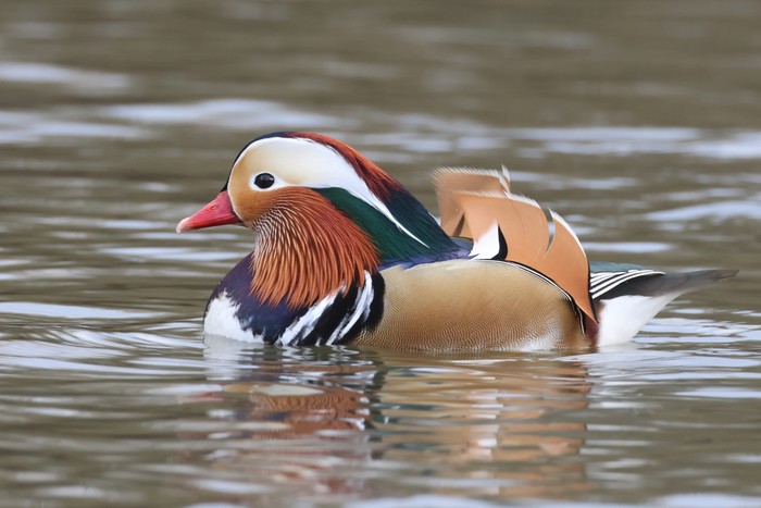 Mandarin
