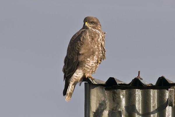 Common Buzzard
