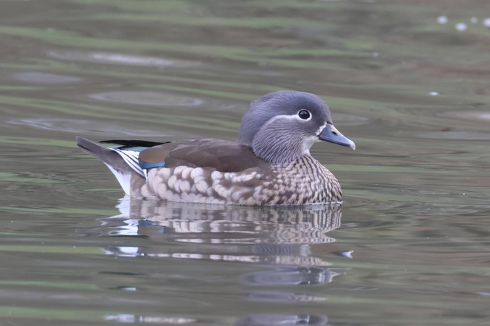 Mandarin