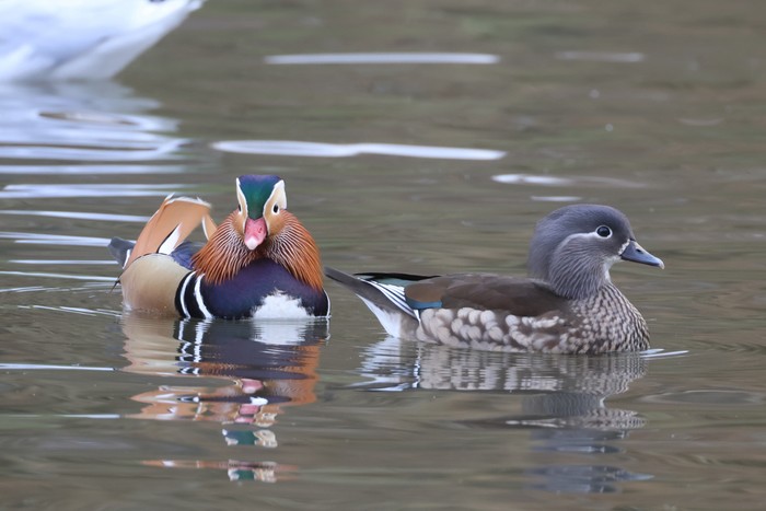 Mandarin