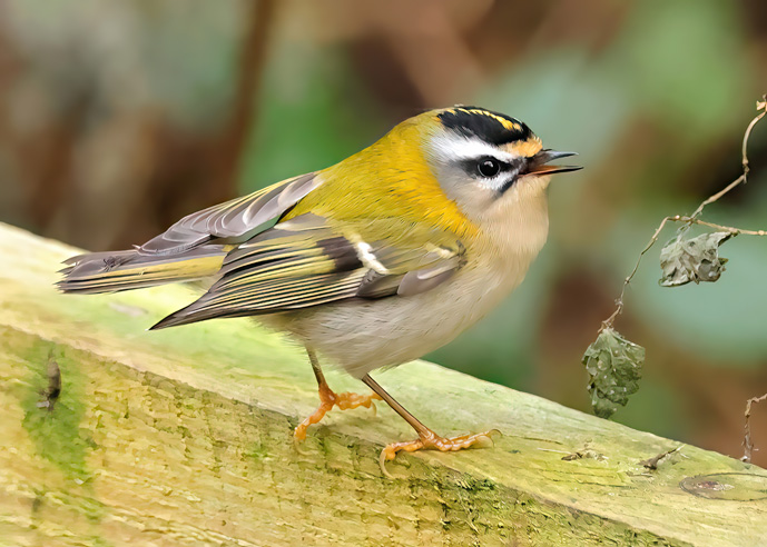 Firecrest