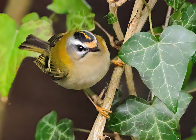 Firecrest