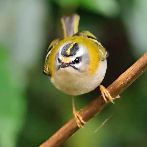 Firecrest