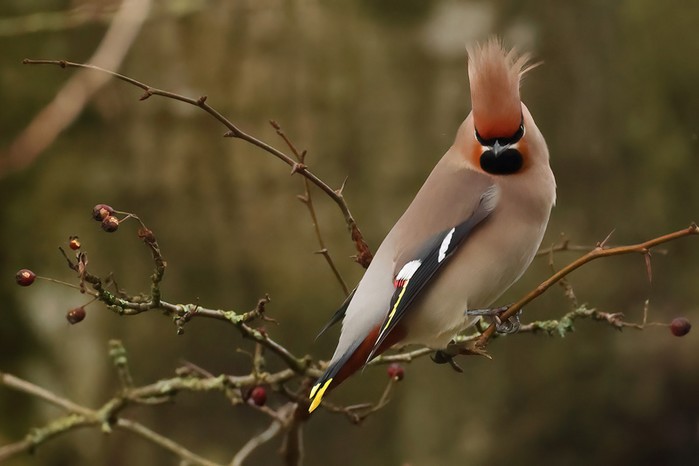 Waxwing