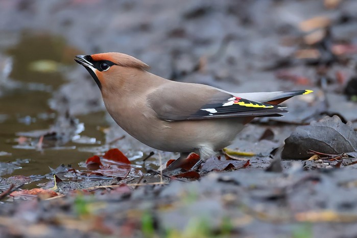 Waxwing