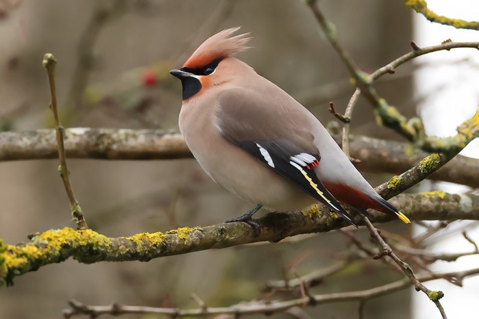 Waxwing