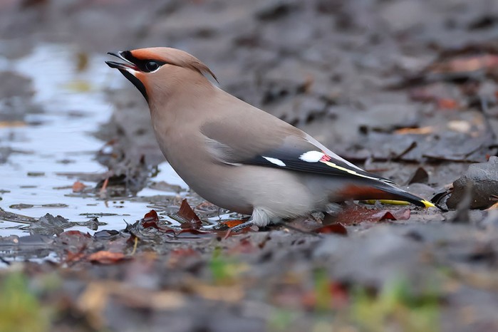 Waxwing