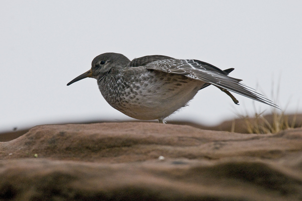 Purple Sandpiper