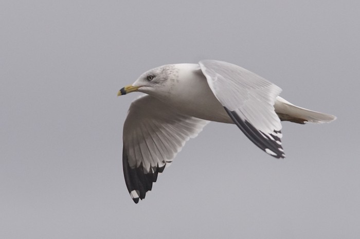 Ring-billed Gull