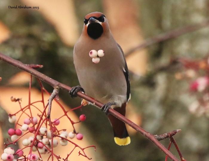 Waxwing 